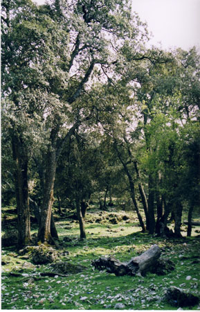 Azrou2