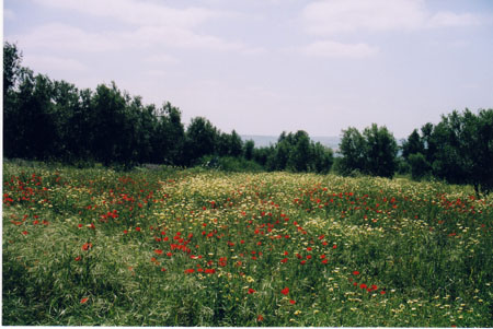 Coquelicots1