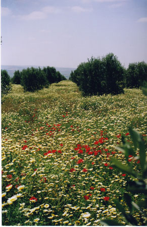 Coquelicots2