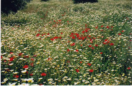 Coquelicots3