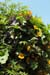 Chella_fleurs