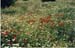 Coquelicots3